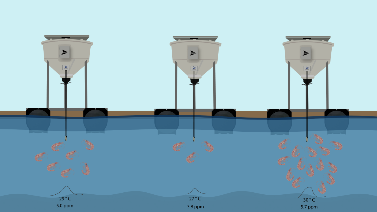IFT intelligent feeding system — three JetFeeder units monitoring shrimp ponds